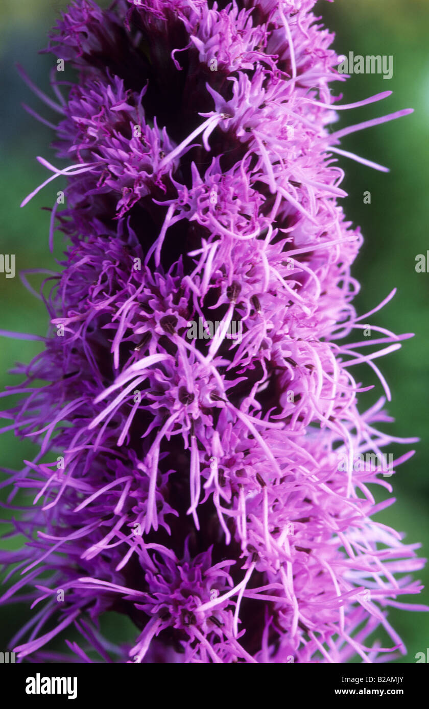 Liatris spicata Floristan Violett Stock Photo