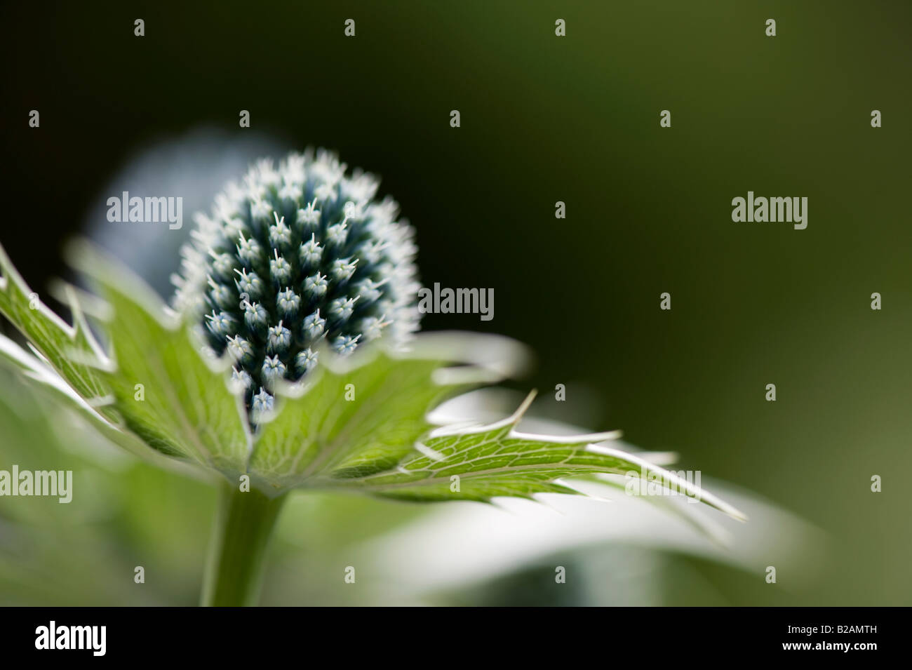 30 graines-Giant Sea Holly-Miss Willmott/'s Ghost Eryngium Giganteum