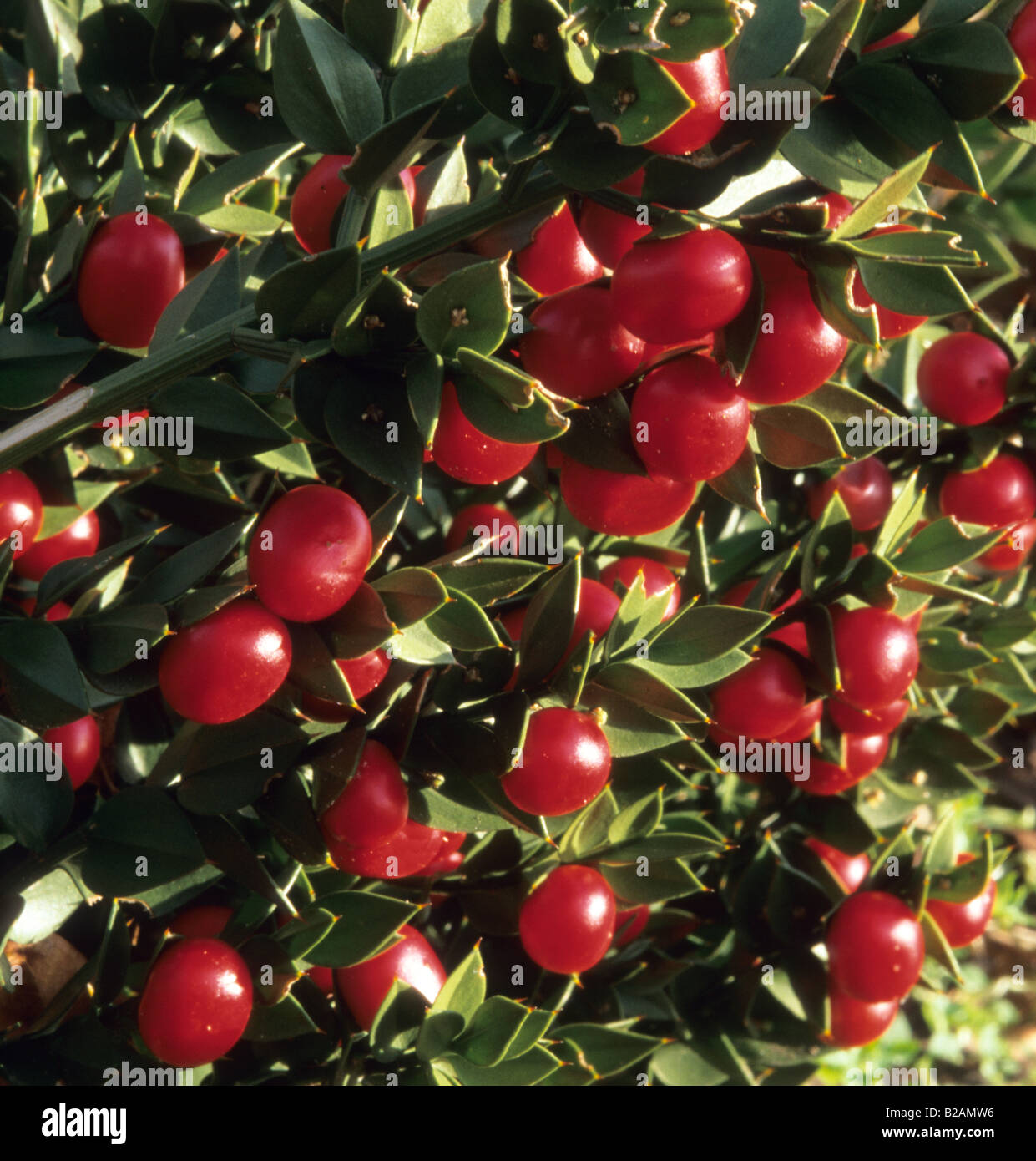 butchers broom ruscus butchers broom ruscus