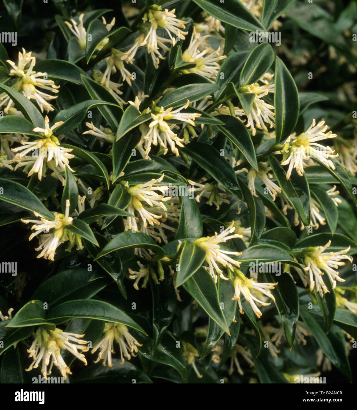 Sarcococca confusa sweet box hi-res stock photography and images - Alamy