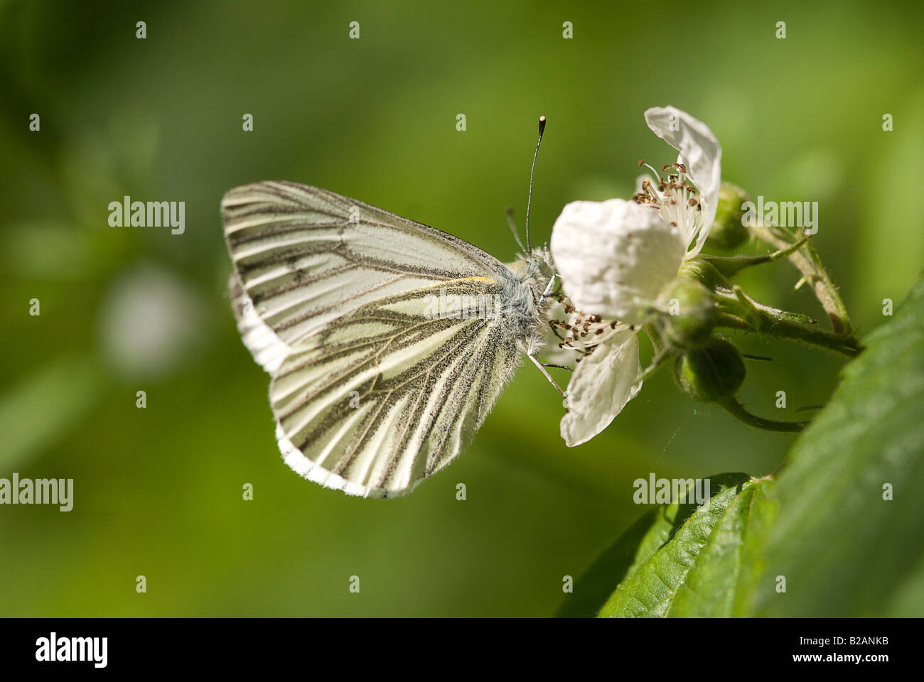Green-veined white butterfly pieris napi Stock Photo