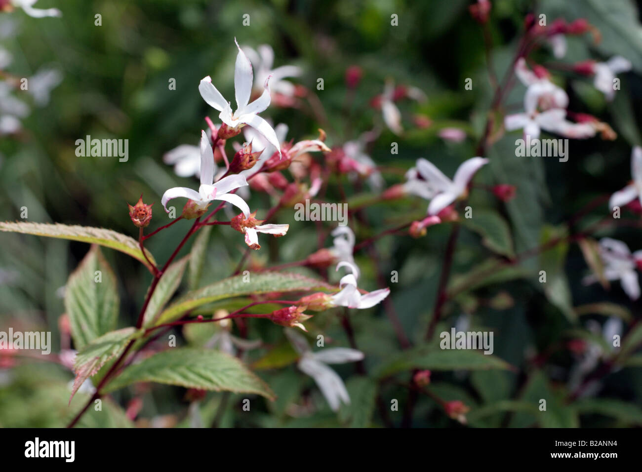 GILLENIA TRIFOLIATA AGM AT MARWOOD HILL GARDENS NORTH DEVON Stock Photo