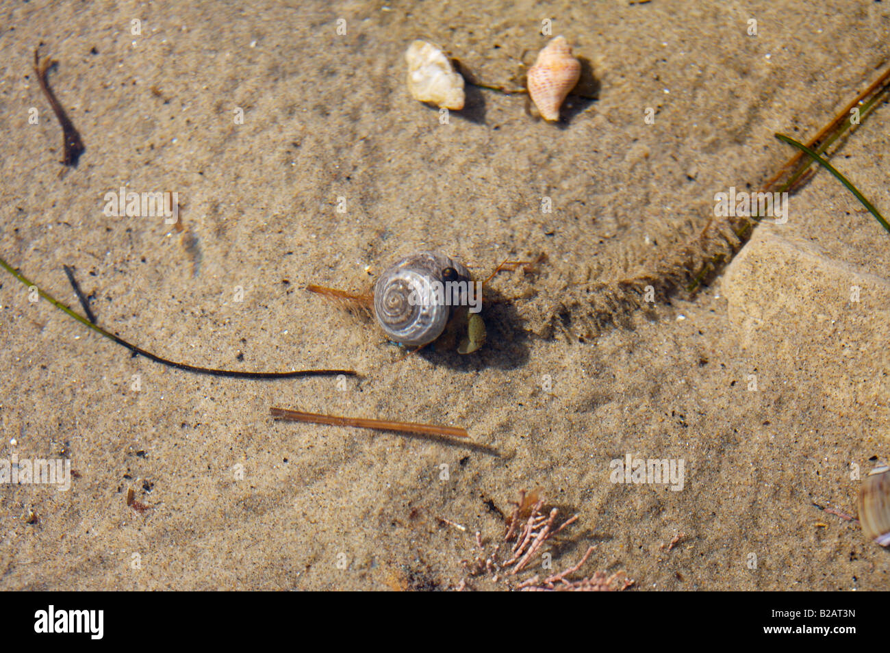 Turban snail hires stock photography and images Alamy