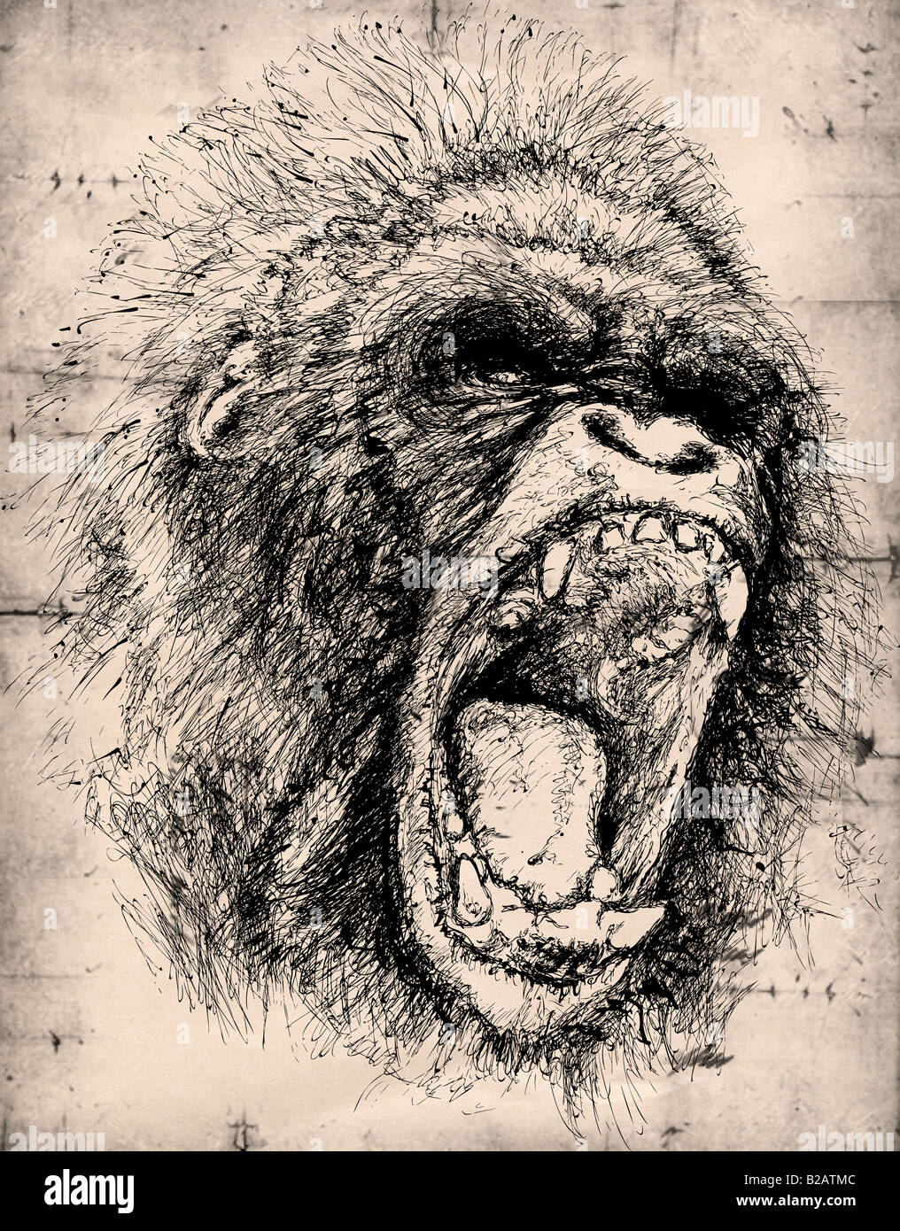 Gorilla pencil drawing Stock Photo