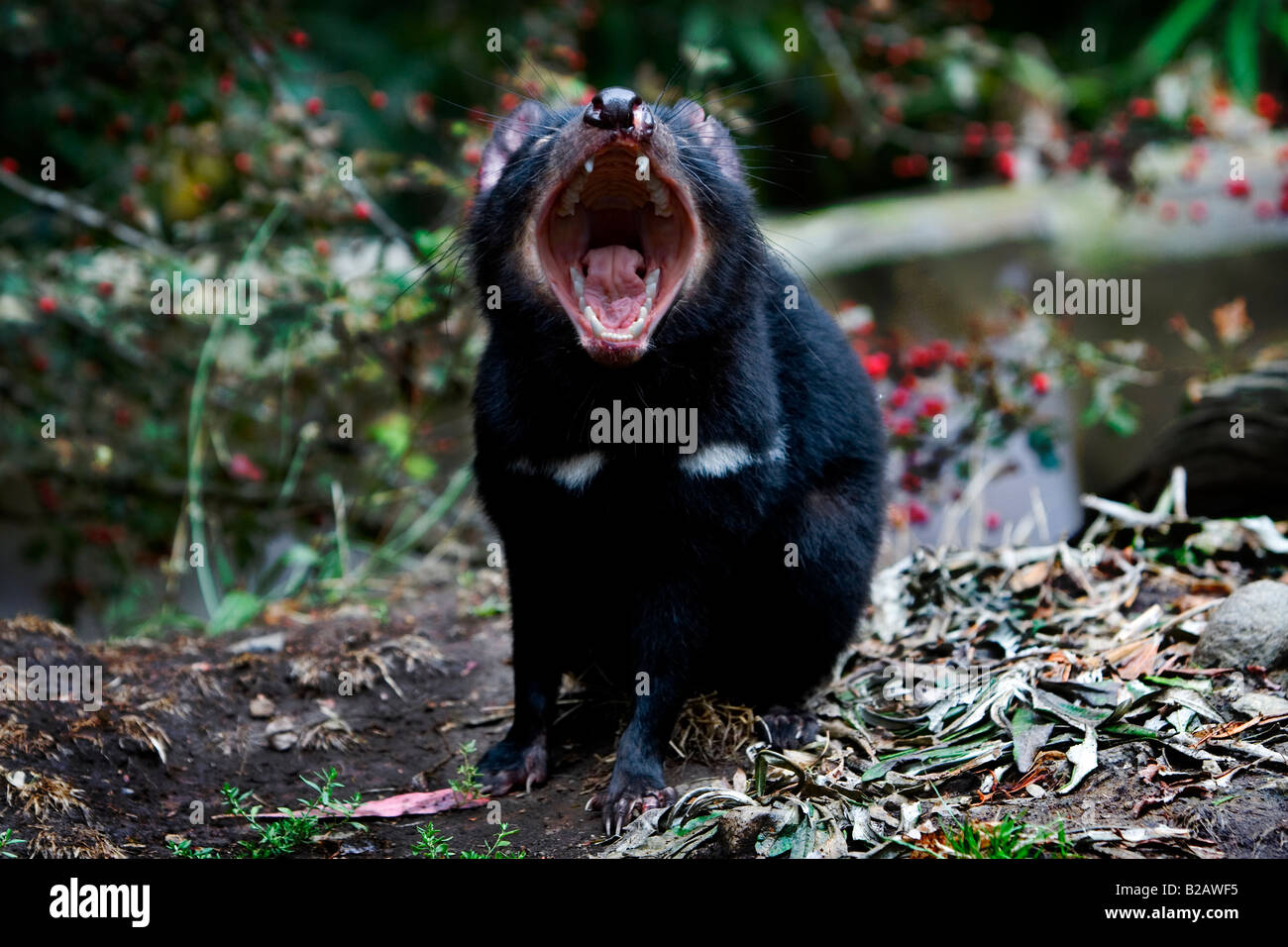 Captive Tasmanian Devils demonstrating its powerful jaws at Tasmanian Devil Conservation Park, near Taranna Tasmani Stock Photo