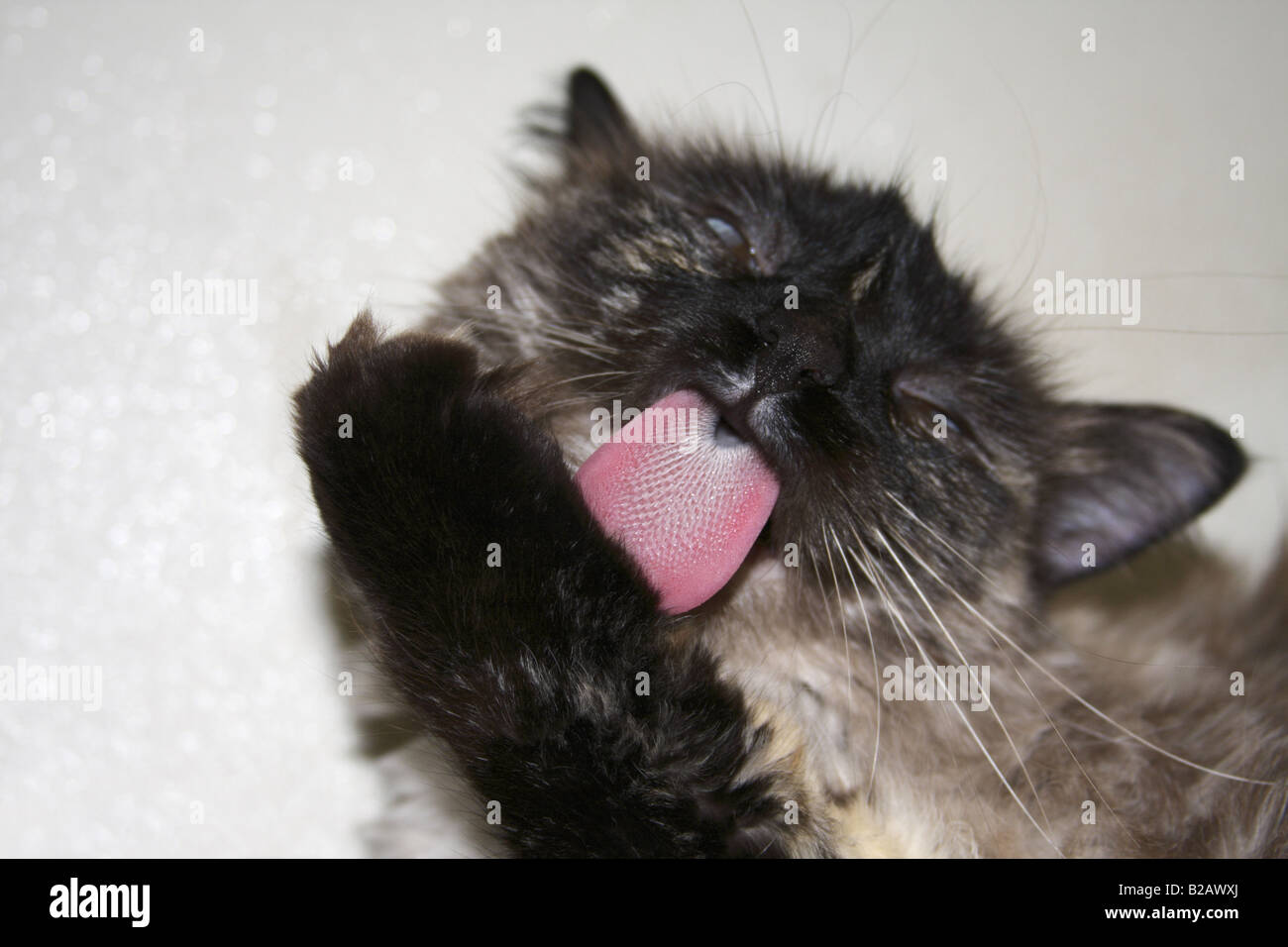 Domestic cat taking a bath Stock Photo Alamy