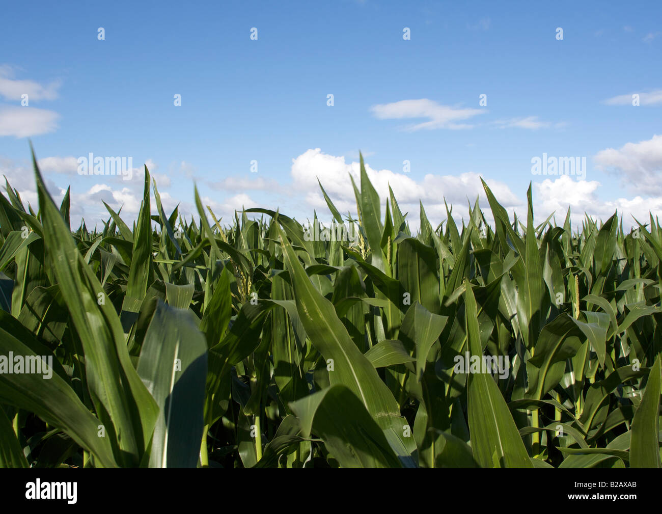 Field of young maize plants against blue sky Stock Photo