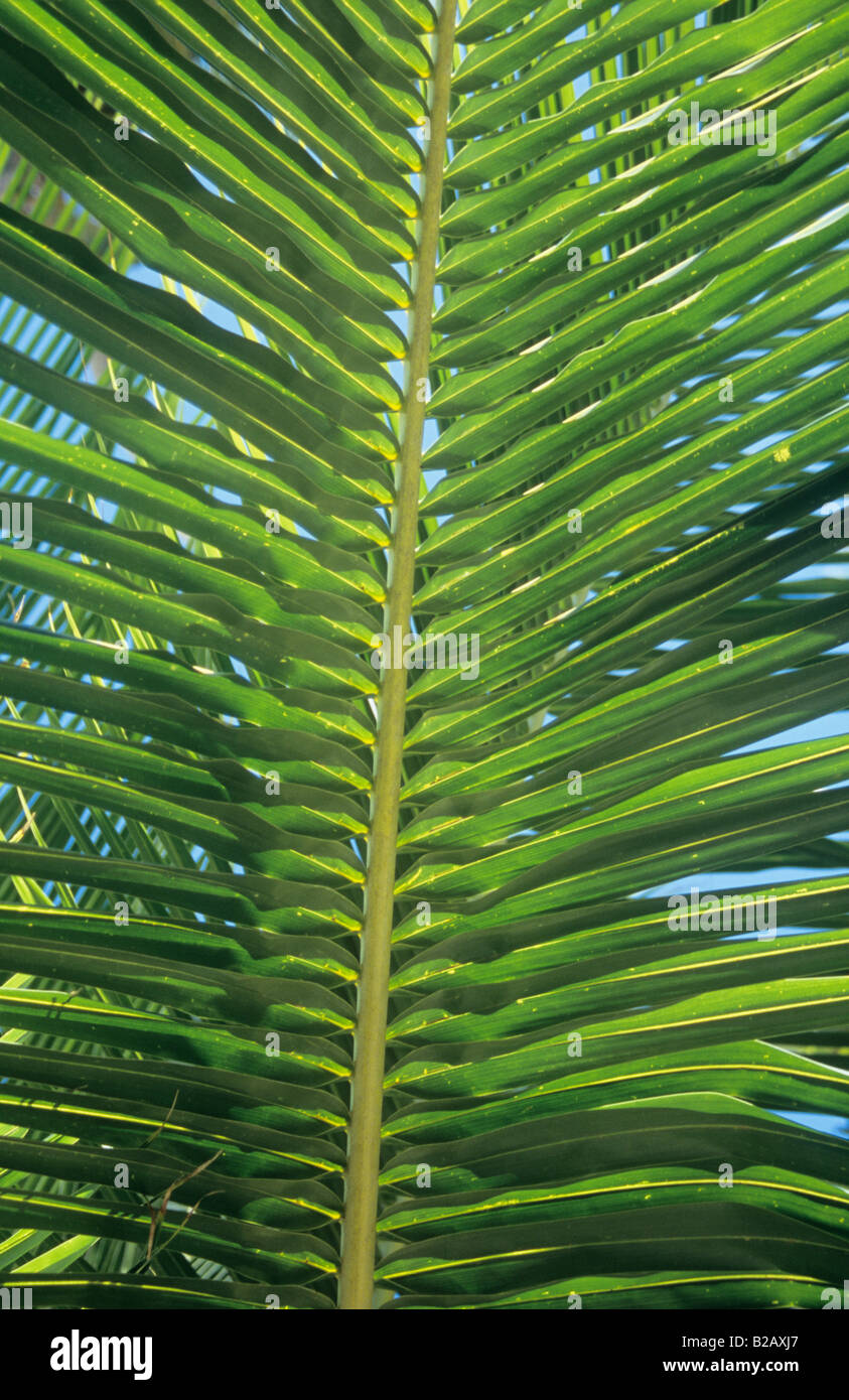 Palm tree leaf detail in Tobago Stock Photo