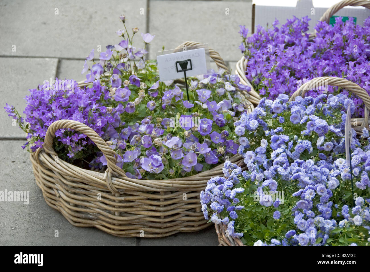 Street flowers Campanula for sale in baskets Islington London UK Stock Photo