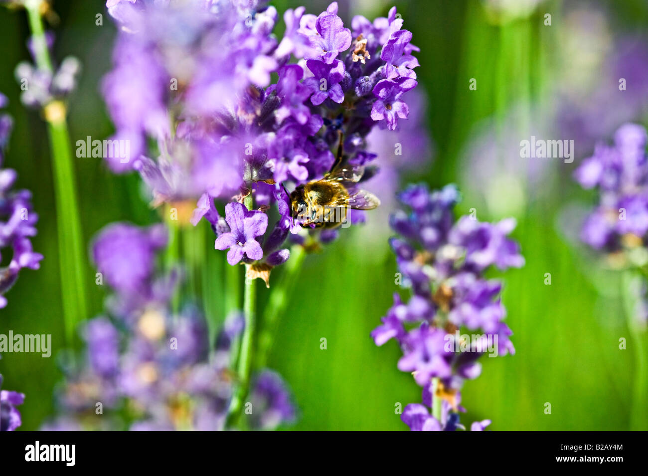 honey bee feeding on lavender nectar Stock Photo