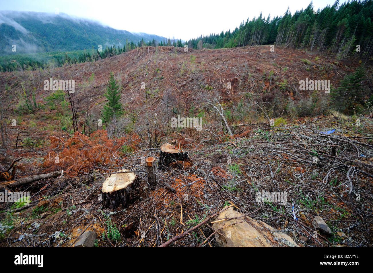 Timber clear cut harvesting Oregon Stock Photo