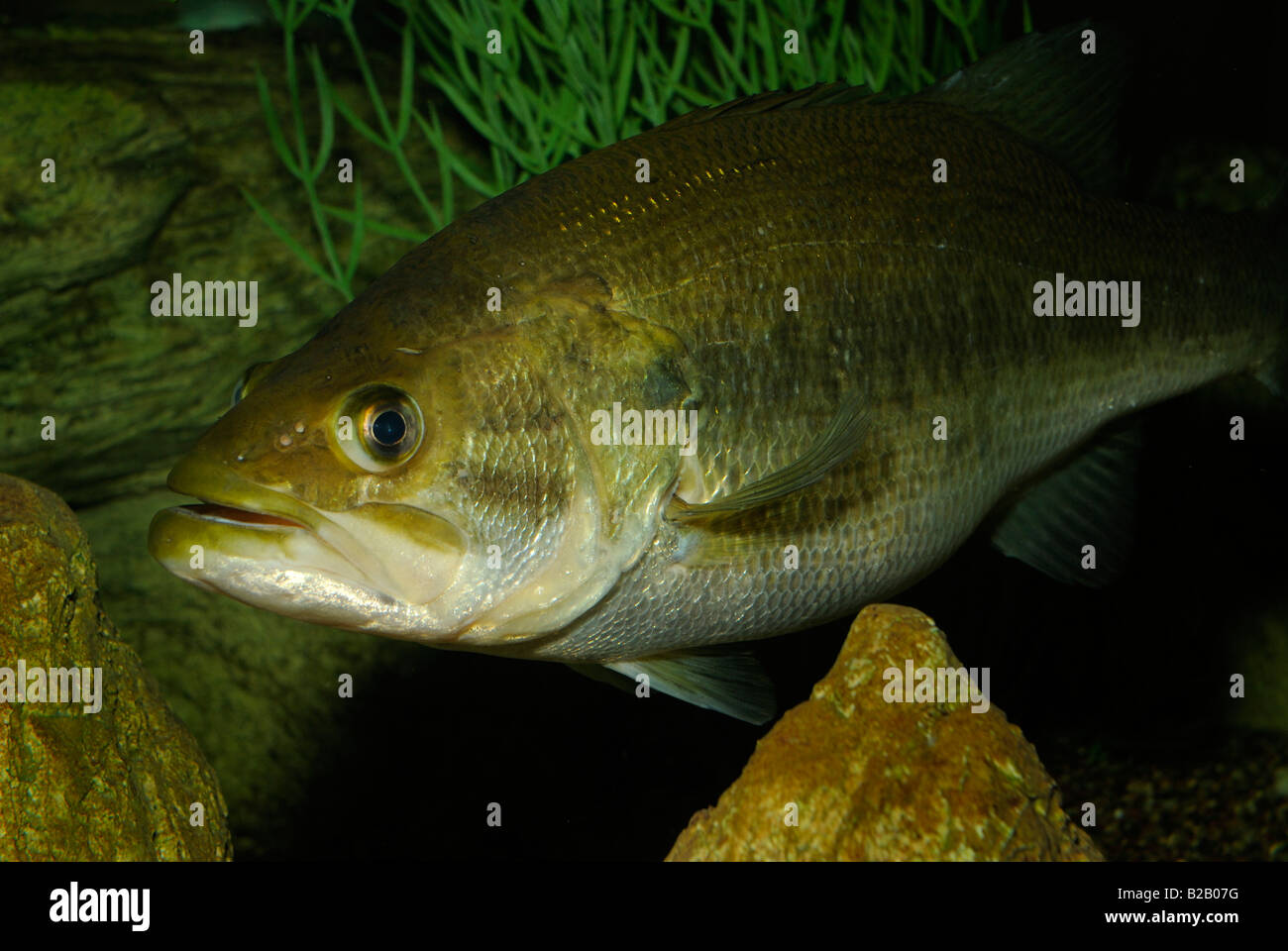 Largemouth bass Micropterus salmoides Florida Stock Photo