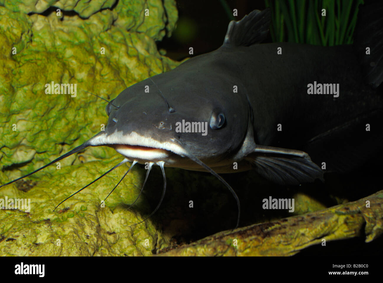 Channel catfish Ictalurus punctatus Florida Stock Photo Alamy