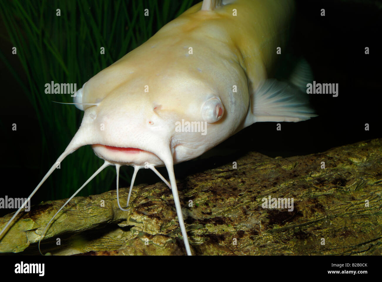 Channel catfish Ictalurus punctatus albino Florida Stock Photo