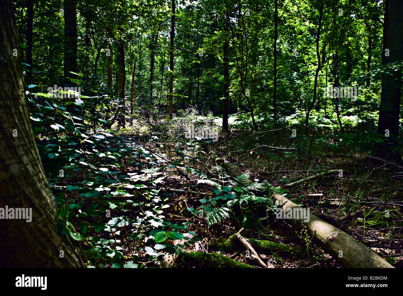 underbrush in northern European forest Stock Photo Alamy