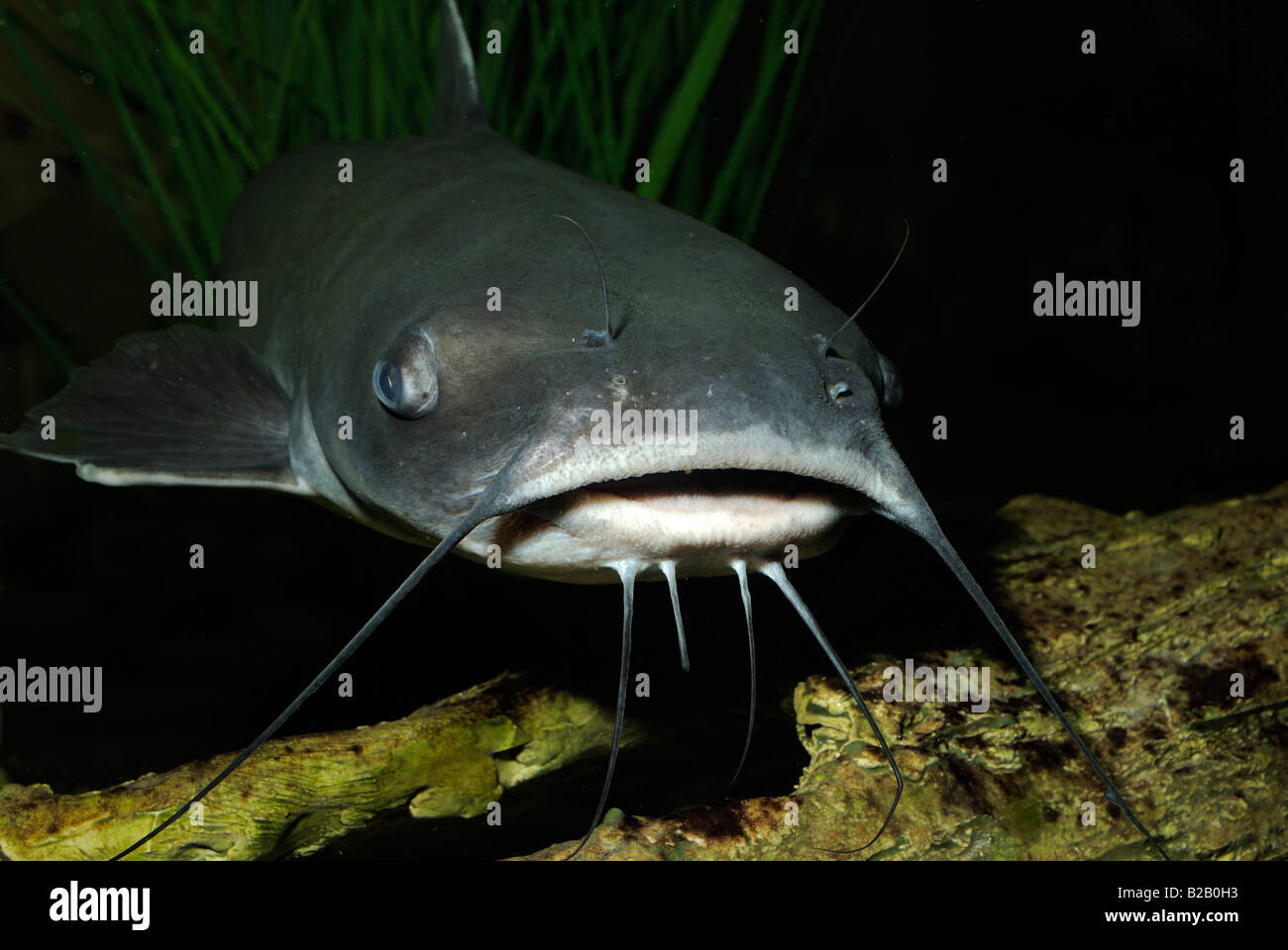 Fish Rules - Catfish, Channel in FL State Waters