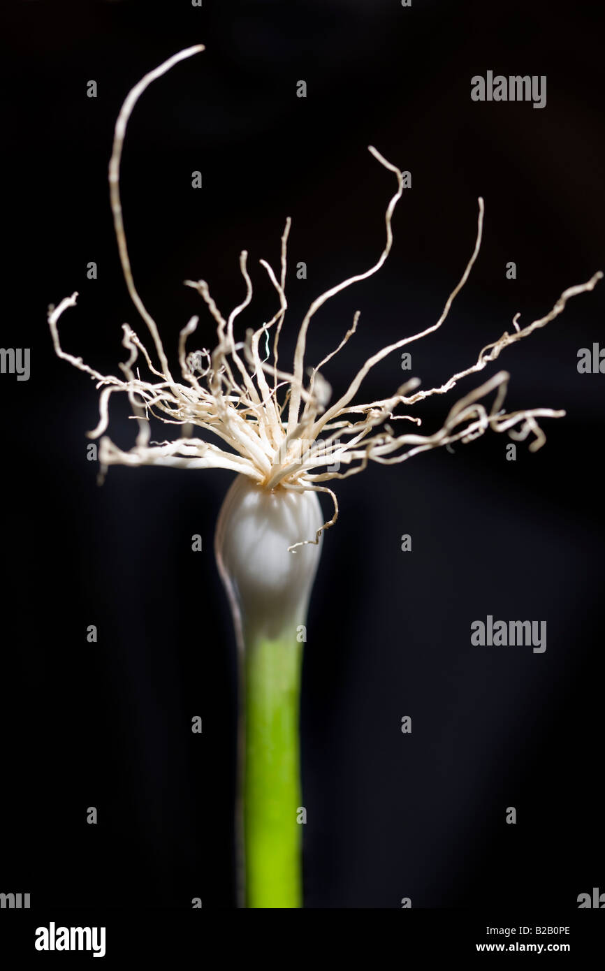 Close up spring onion roots hi-res stock photography and images - Alamy