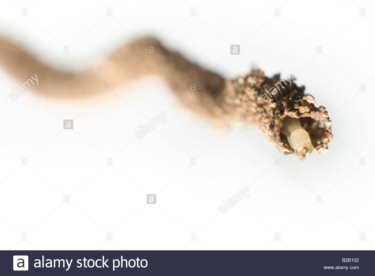 Termites Build A Vent Tube Descending From The Ceiling Of A