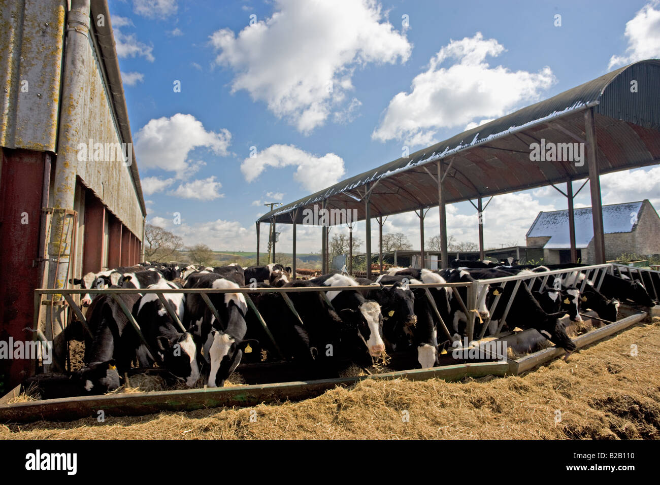 https://c8.alamy.com/comp/B2B110/cows-feeding-from-trough-in-a-cattle-pen-sherborne-gloucestershire-B2B110.jpg