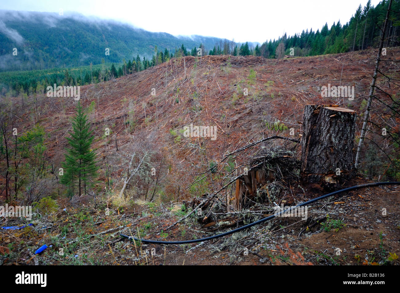 Timber clear cut harvesting Oregon Stock Photo
