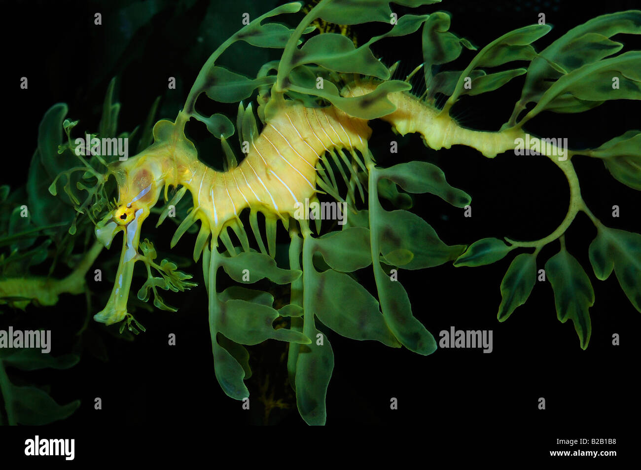 Leafy sea dragon Phycodurus eques captive Florida Stock Photo