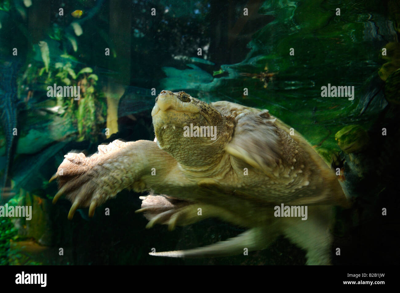 Alligator snapping turtle Macrochelys temminckii captive Florida Stock Photo