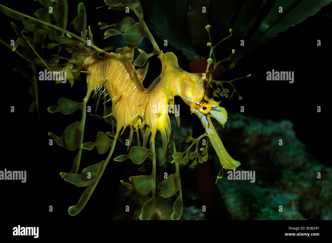 Leafy sea dragon Phycodurus eques captive Florida Stock Photo