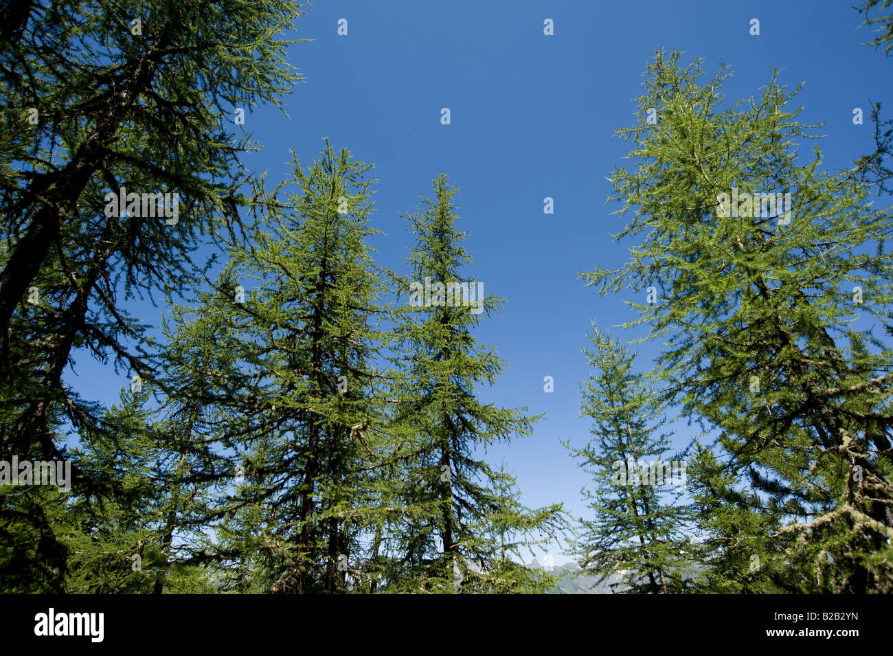 pine tree canopy in the french alps Stock Photo