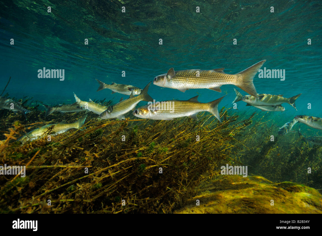 Striped mullet Mugil cephalus Salt springs Florida Stock Photo