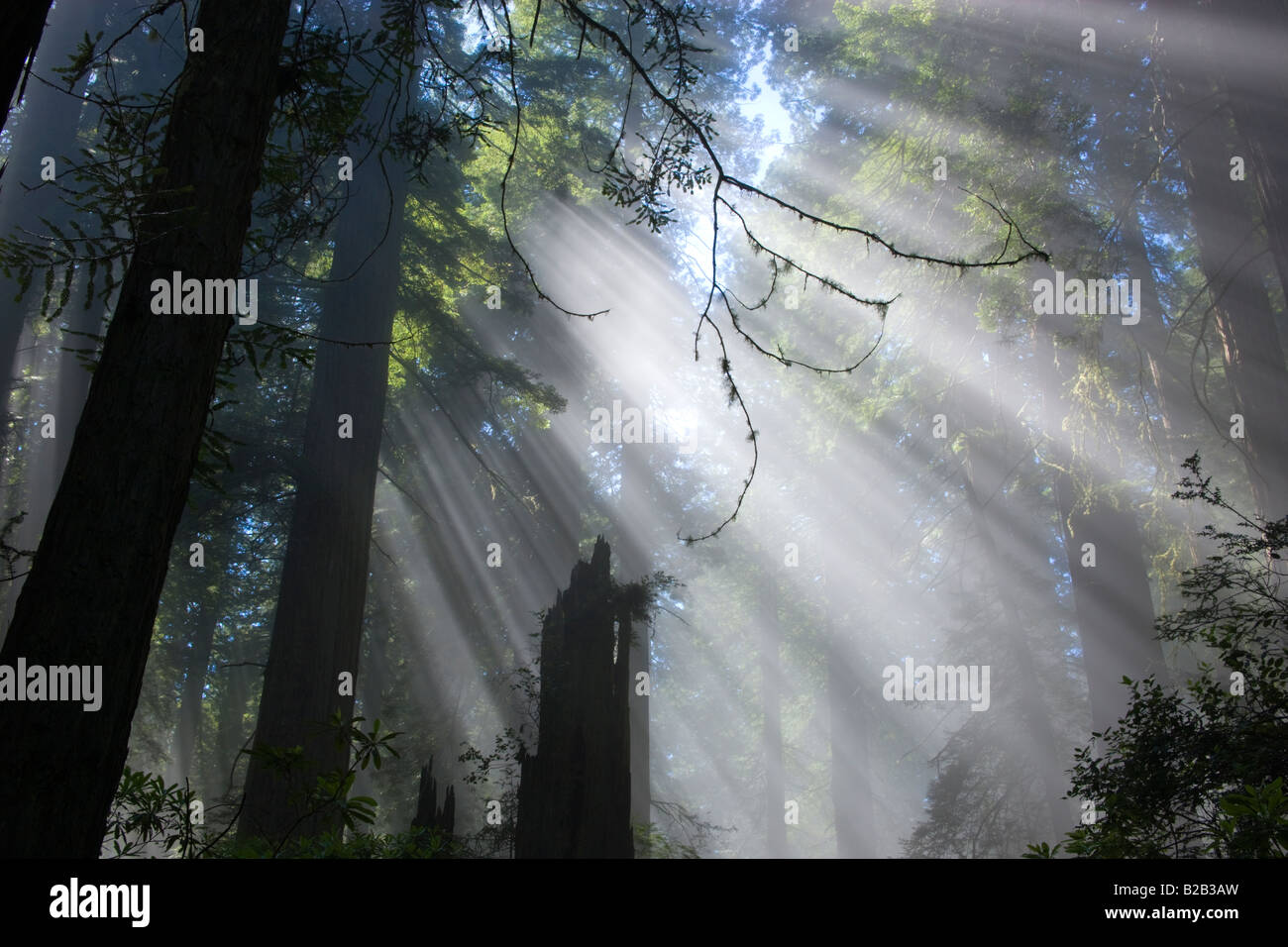 Sun rays filtering through foggy Redwood Forest. Stock Photo