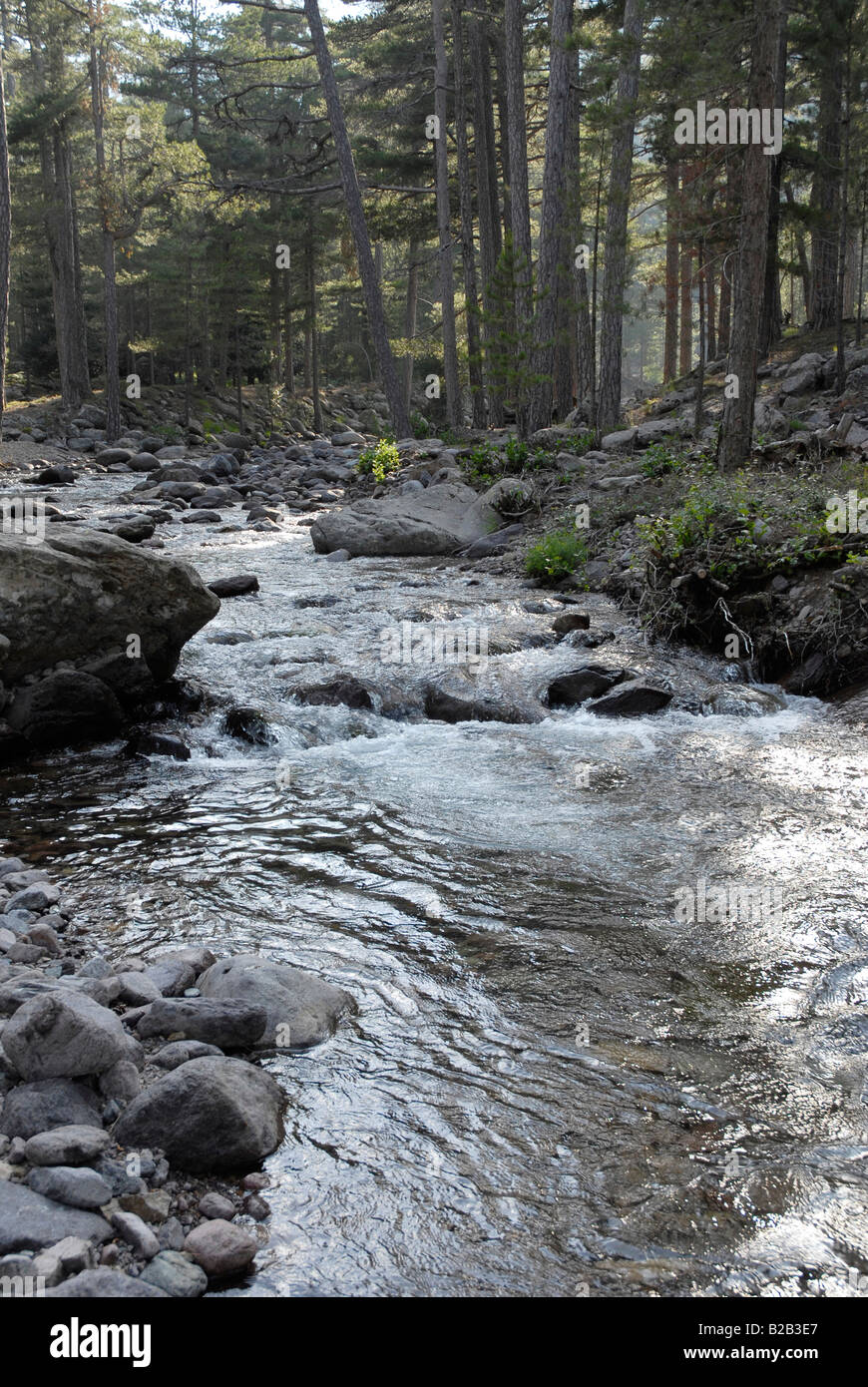 A mountain stream running through the valley in the mountainous region to the west of Corte in northern Corsica Stock Photo