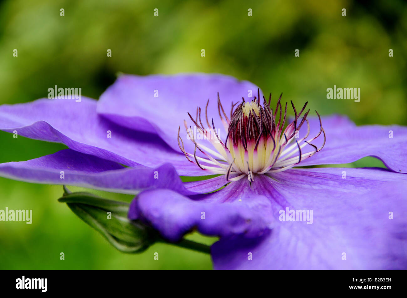 Clematis flower - 'Elsa Spath' Stock Photo