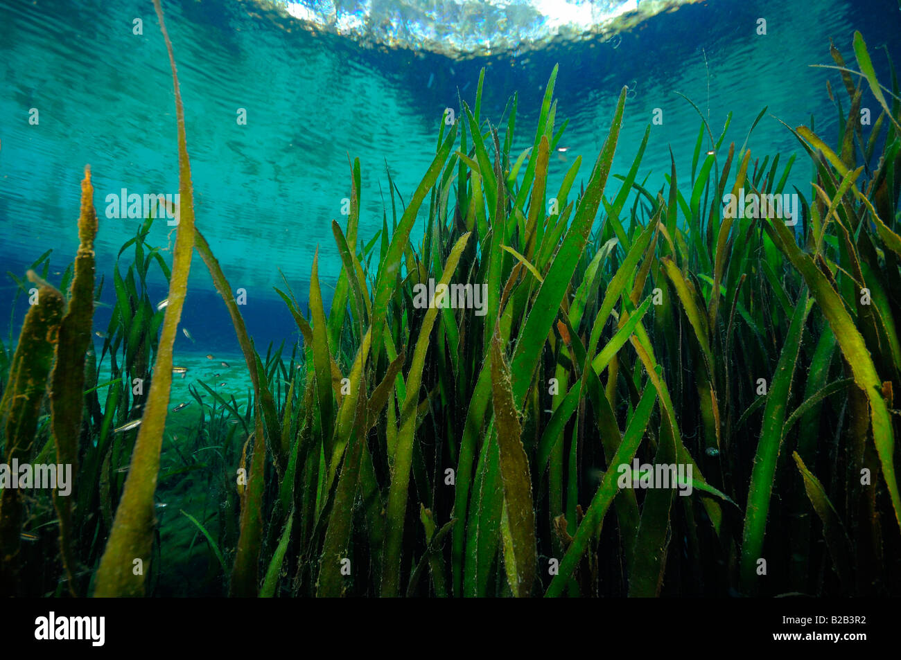 Eelgrass Zostera marina Juniper springs Florida Stock Photo