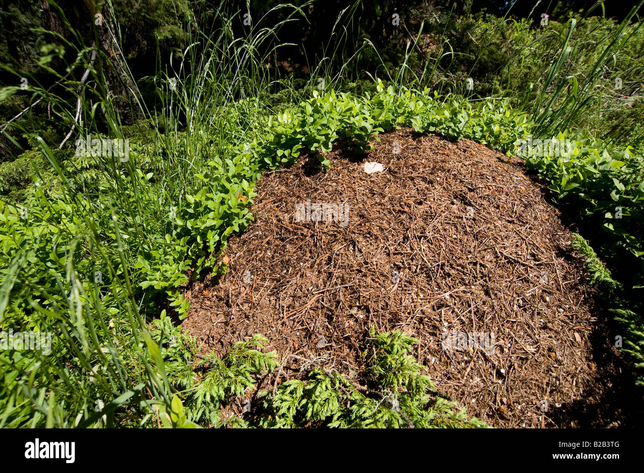 wood ant nest in pine forest Stock Photo Alamy