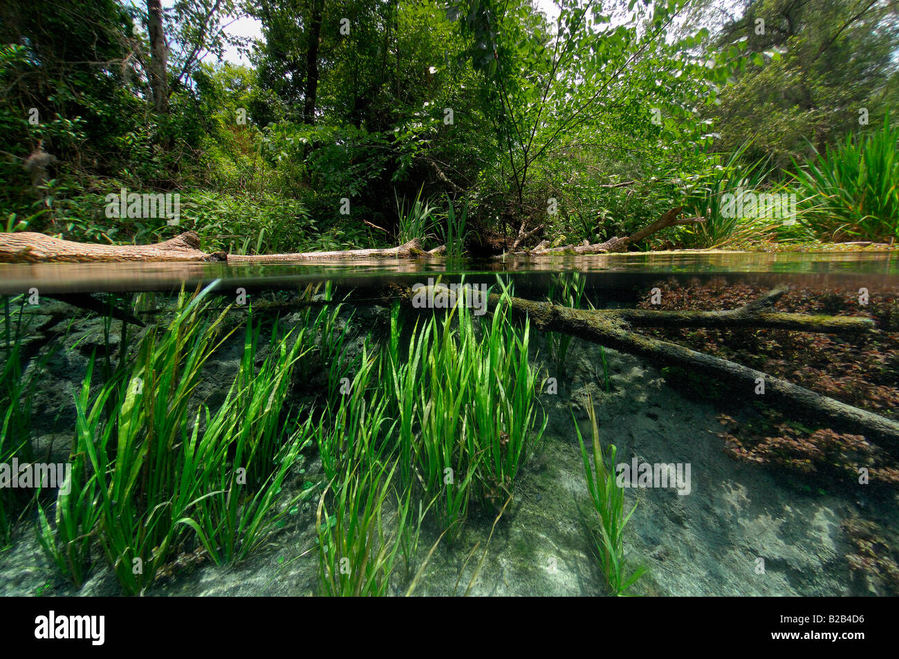 Ichetucknee Springs State Park Florida Stock Photo Alamy