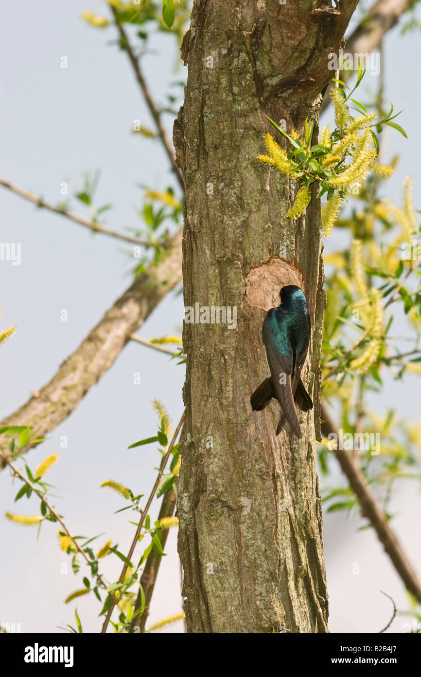 Tree Swallow (Tachycineta bicolor) nesting in a tree cavity Stock Photo