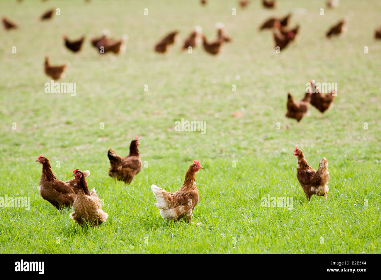 Free range chickens and hens Stow On The Wold Oxfordshire United Kingdom Stock Photo