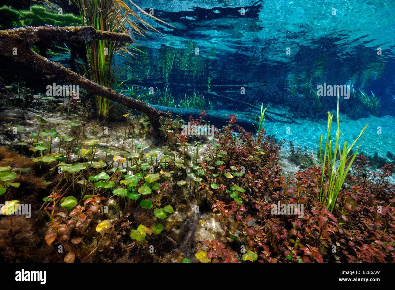 Ichetucknee Springs State Park Florida Stock Photo Alamy