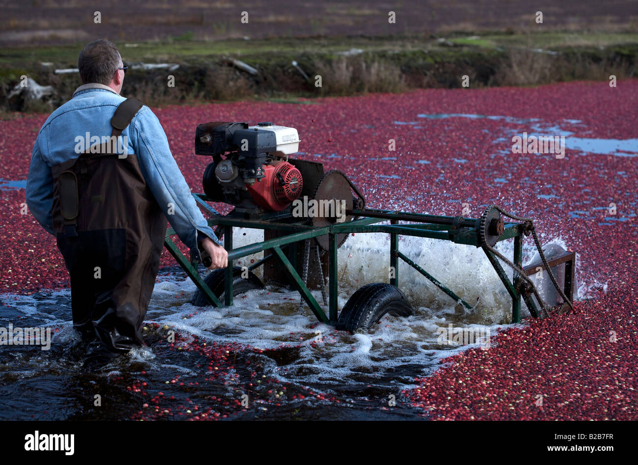 Cranberry harvesting machine hires stock photography and images Alamy