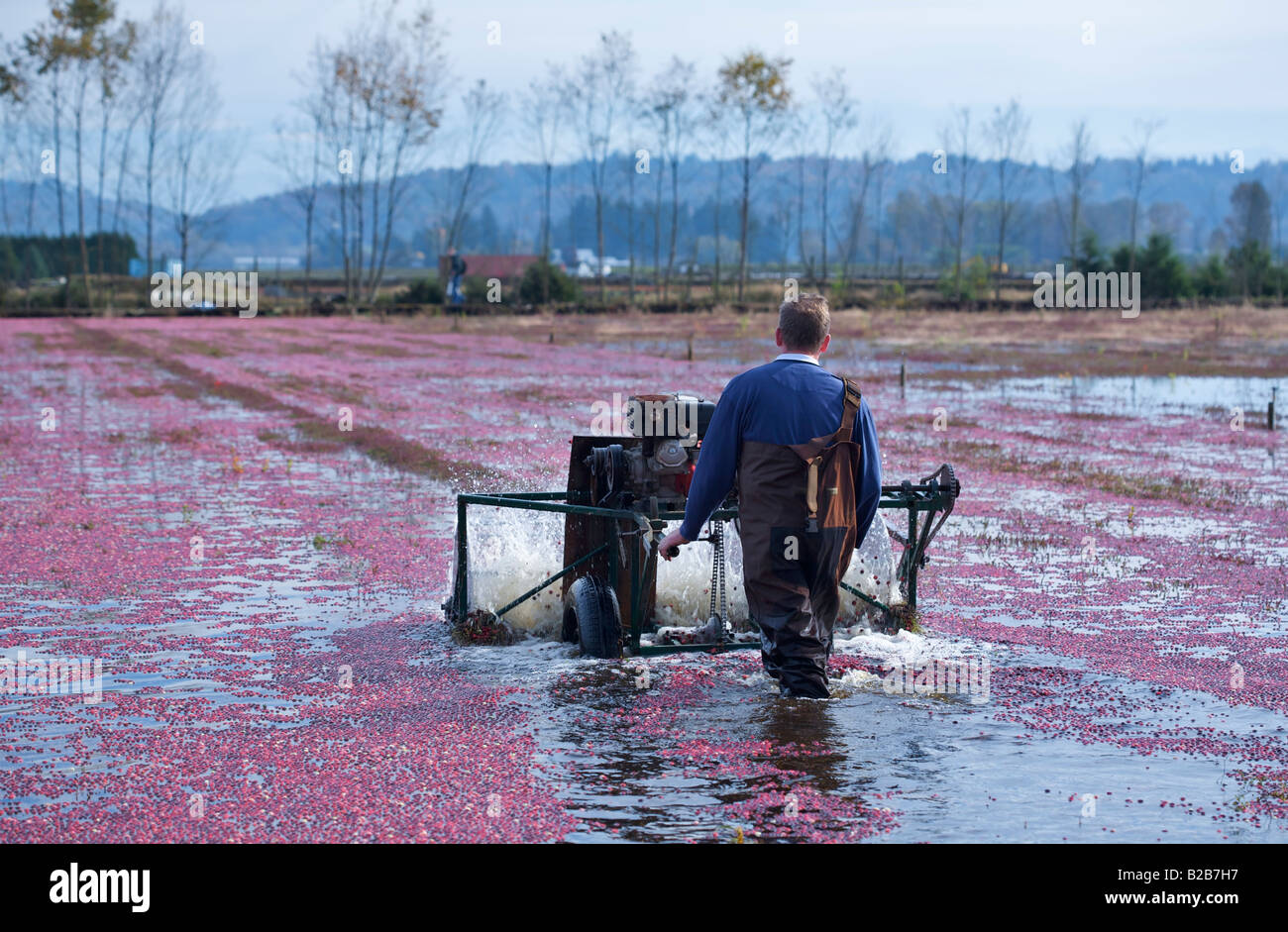 2007 Cranberry Harvest in Port Langley, BC, Canada Stock Photo Alamy