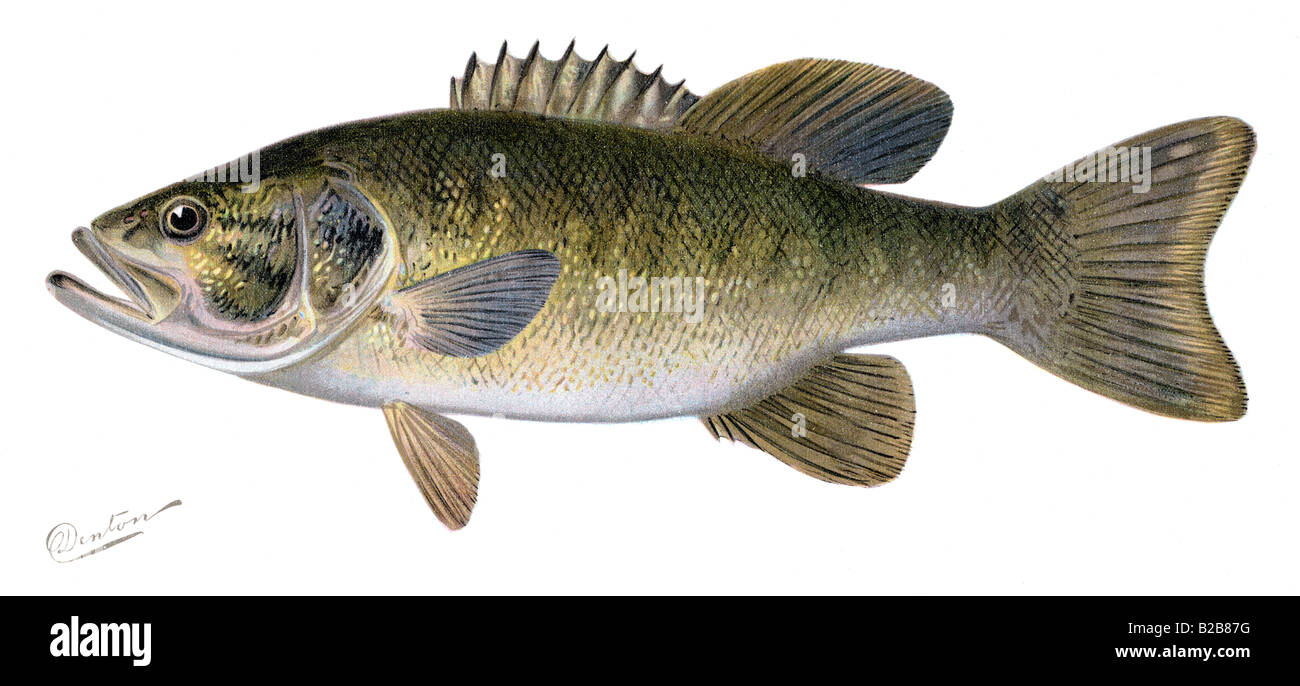 Black bass hi-res stock photography and images - Alamy