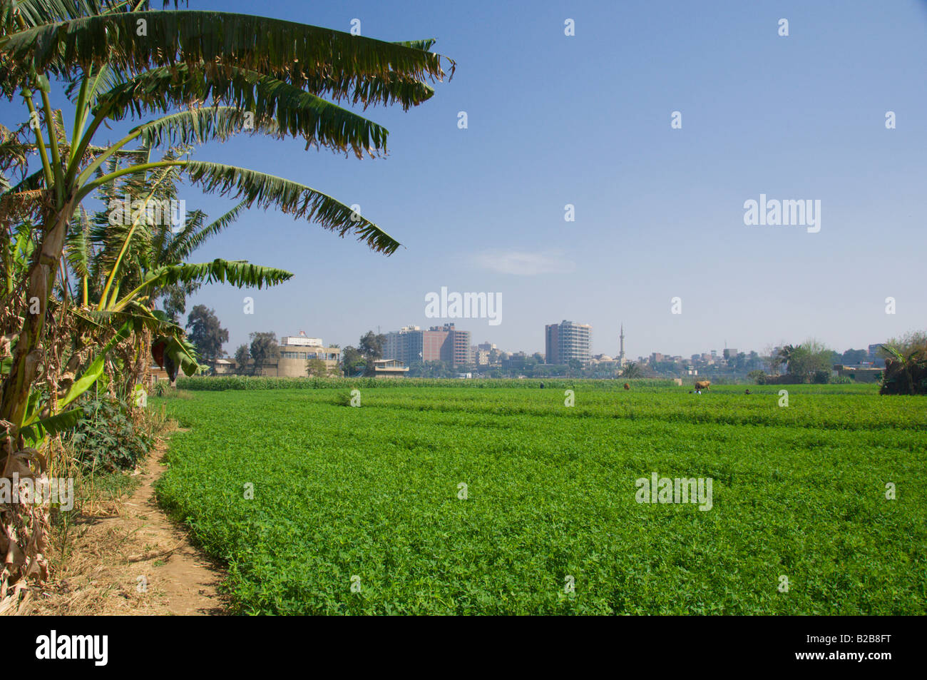 Farm fields and Egyptian agriculture on Gold Island Cairo Egypt Stock