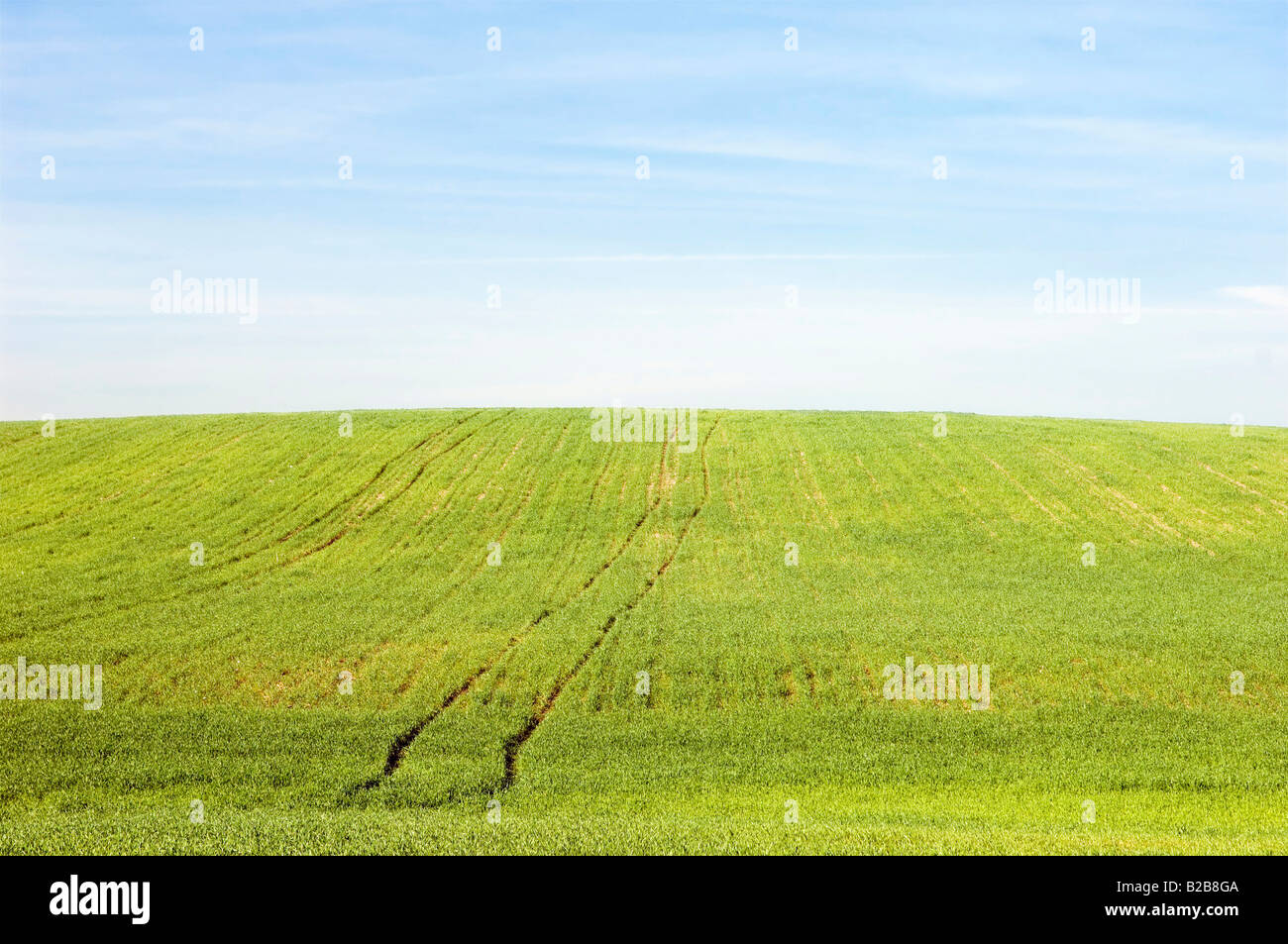 Rural scene green field harvest landscape in spring Stock Photo - Alamy