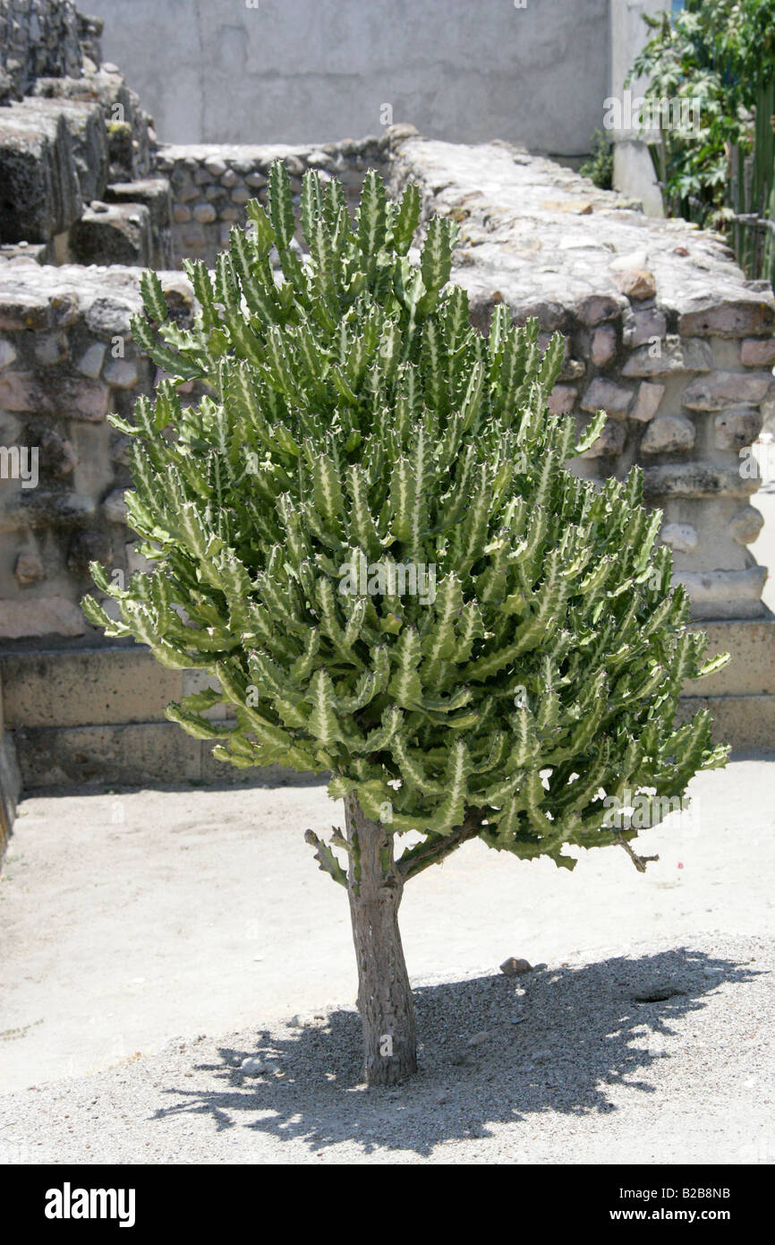 Succulent Cactus, Mitla, Oaxaca State, Mexico Stock Photo