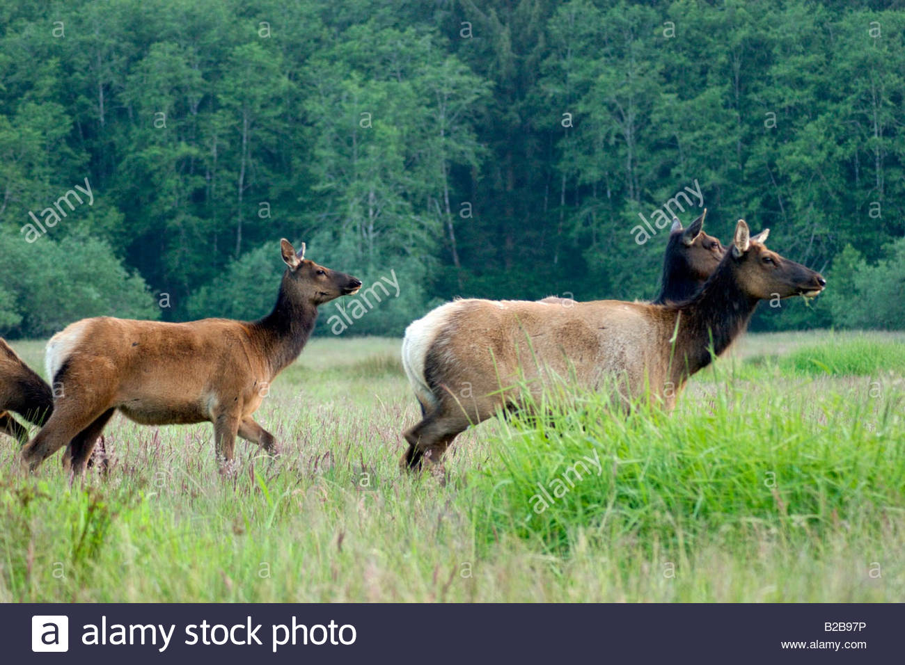 Pack of Roosevelt Elk Cervus canadensis Grazing in Meadow Prairie Creek State Park California Stock Photo
