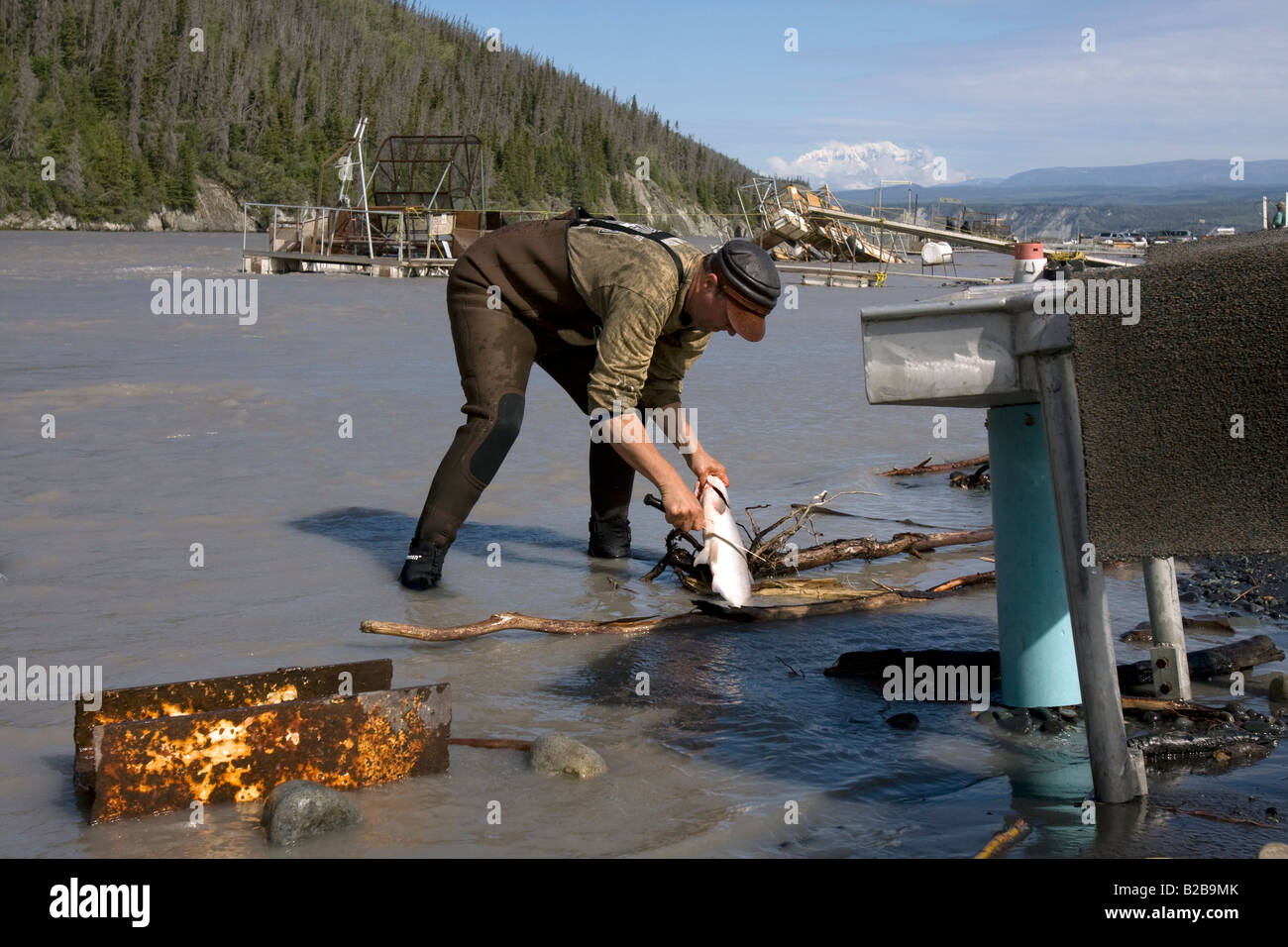 Fisherman cleaning salmon he caught in the Copper RIver near Chitina, Alaska. Stock Photo