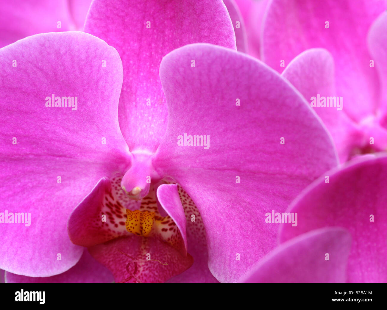 Pink orchid flower macro Stock Photo