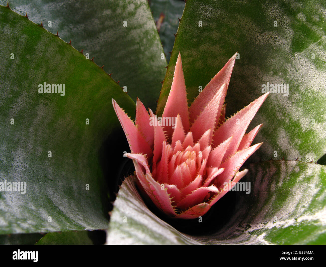 Aechmea fasciata bromeliad. Silver Vase, Urn Plant Stock Photo