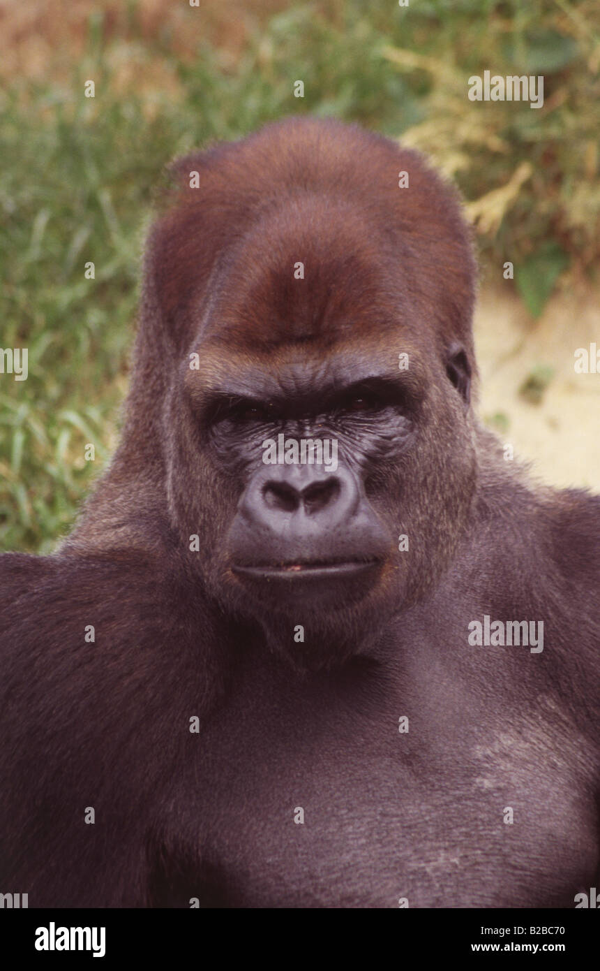 Jersey Zoo Jersey Channel Islands Stock Photo Alamy