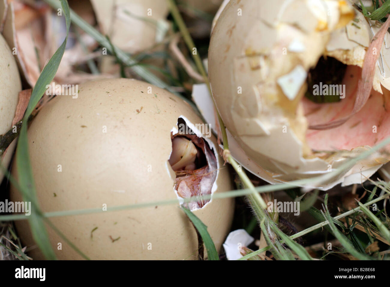 PHEASANT EGGS HATCHING Stock Photo Alamy
